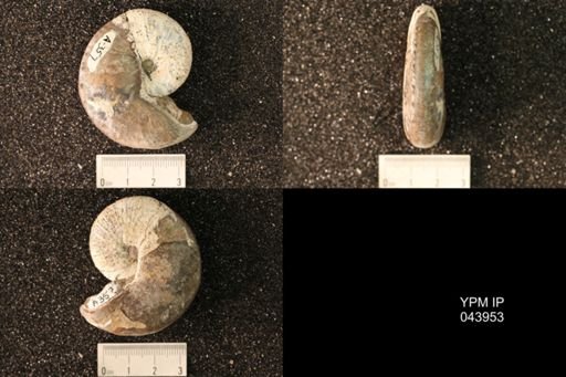 Hoploscaphites nicolletii