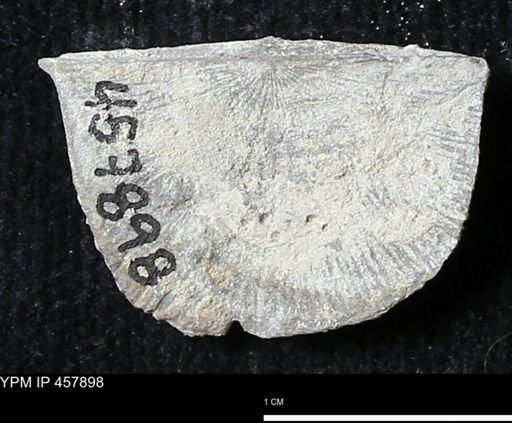 Strophodonta sp.