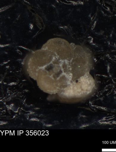 undet. Foraminiferida