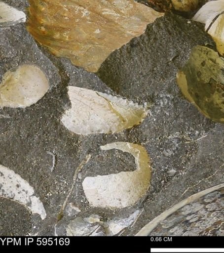 Protocardia sp.