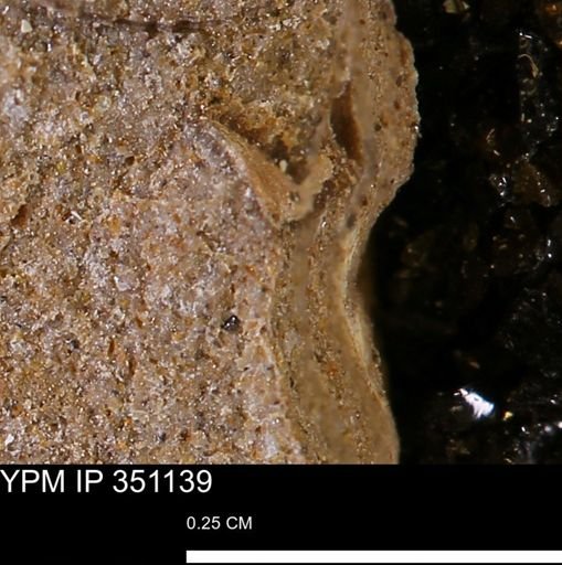 undet. Mollusca