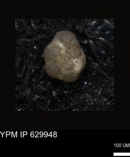 undet. Foraminiferida