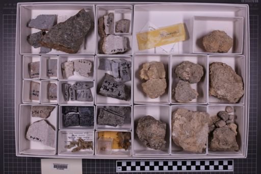 mixed taxa, stratigraphic collection