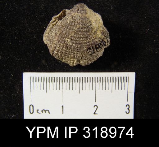 Productus semireticularis