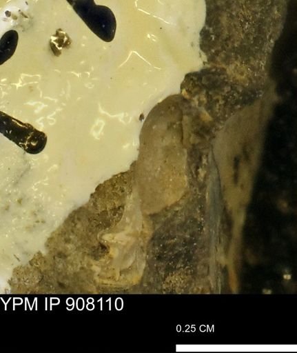 undet. Mollusca