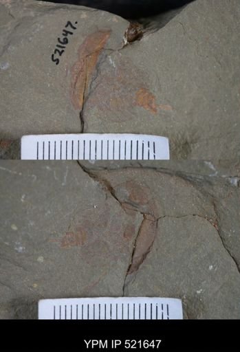undet. Xiphosurida