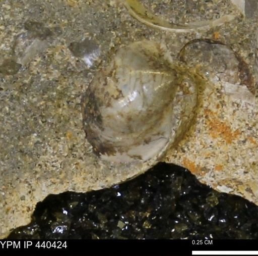 Protocardia subquadrata