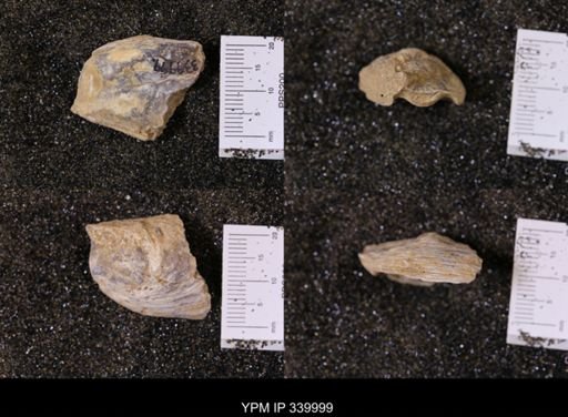 Ostrea soleniscus