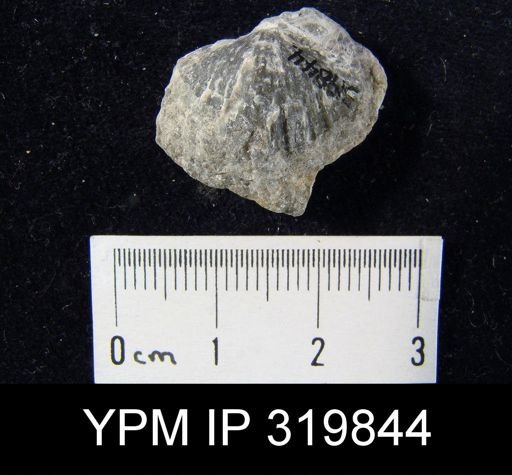 Spirifer sp.