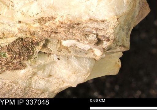 undet. Mollusca