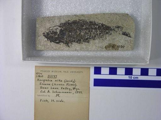 Knightia alta