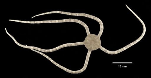 Ophioderma appressum