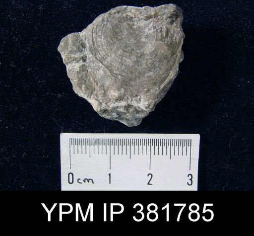 Strophomena cf. hecuba