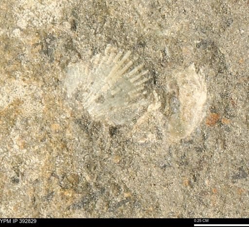 Oxytoma (Hypoxytoma) nebrascana