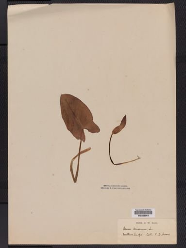 Arum