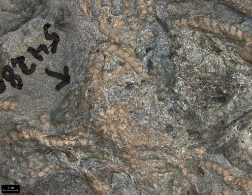 Aplocoma damesii