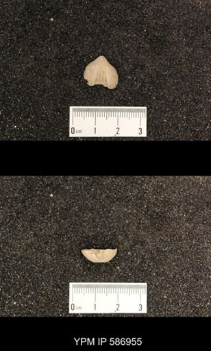 Rhynchotrema capax