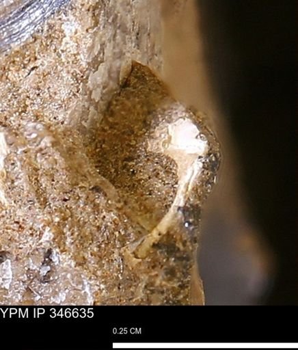 undet. Mollusca