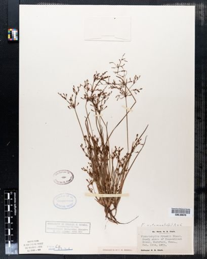 Fimbristylis frankii