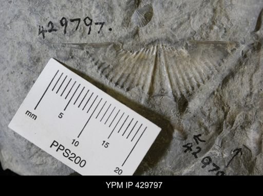 Mucrospirifer mucronatus
