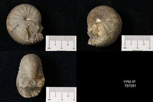 Scaphitidae