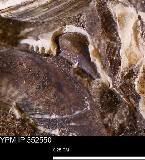 Limopsis striatopunctatus