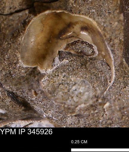 undet. Mollusca