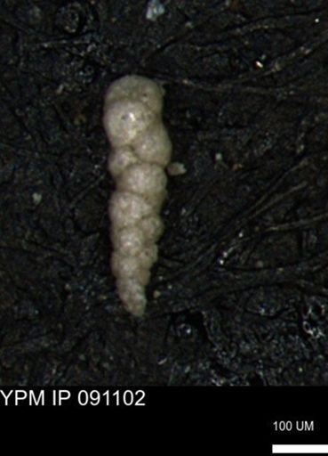 Verneuilinoides kansasensis