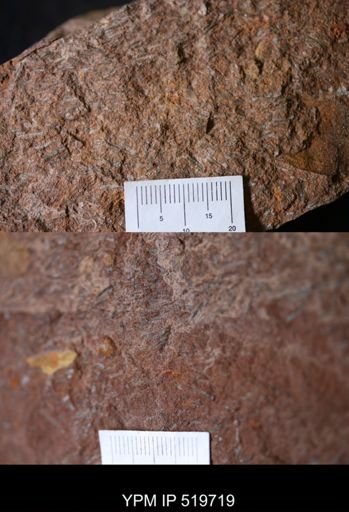 undet. Hyolithida