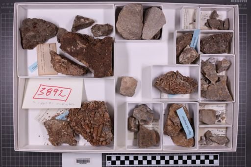 mixed taxa, stratigraphic collection