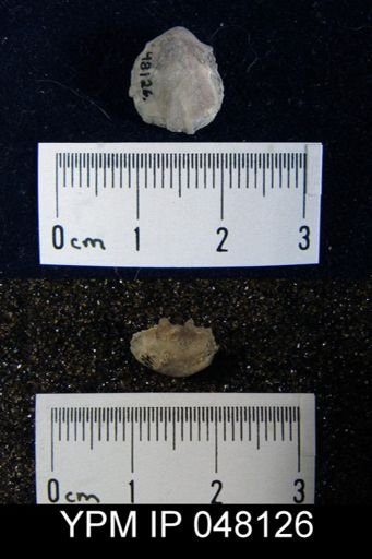 Parmorthis brownsportensis