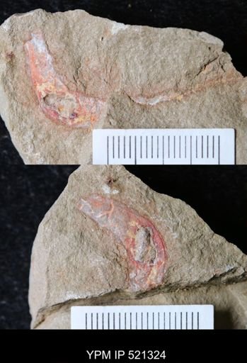 undet. Arthropoda
