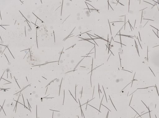 Halichondria panicea