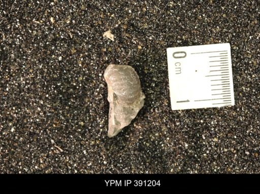 Scaphitidae