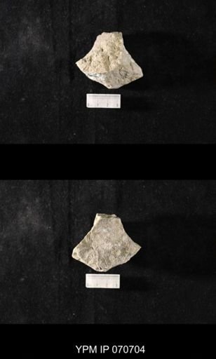 Favosites louisvillensis