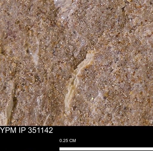 undet. Mollusca