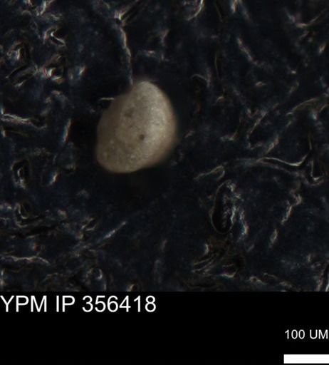 undet. Foraminiferida