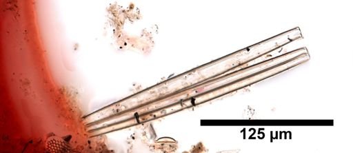 Bacillaria paxillifera