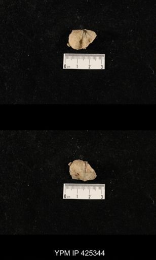 undet. Productidae