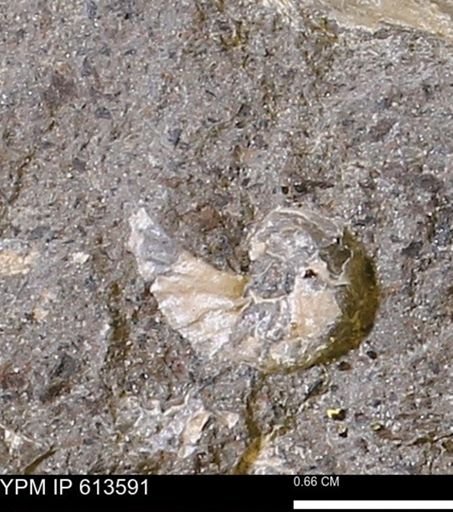 Scaphites sp.
