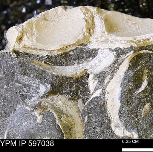undet. Bivalvia