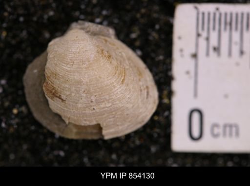 Limopsis striatopunctatus