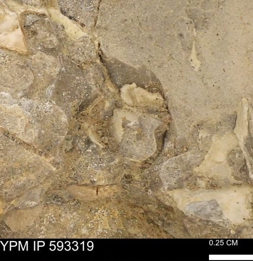 undet. Bivalvia