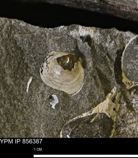 Protocardia subquadrata