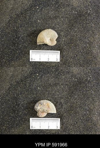 Jeletzkytes nebrascensis