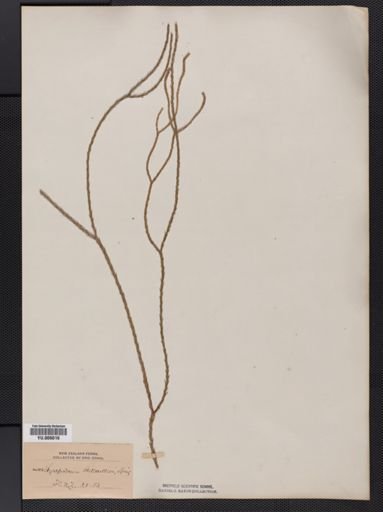 Lycopodium