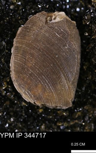 Limopsis striatopunctatus