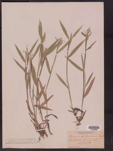 Panicum oligosanthes