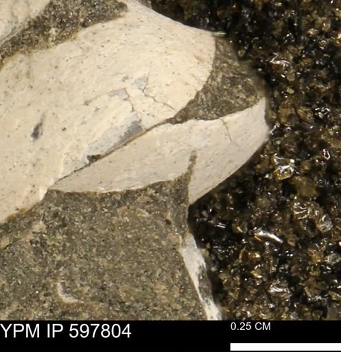 Limopsis striatopunctatus