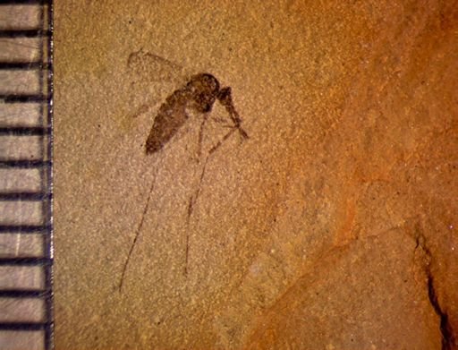 undet. Diptera